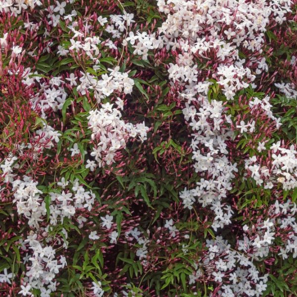 Dense clusters of white jasmine flowers and pink buds with green leaves.