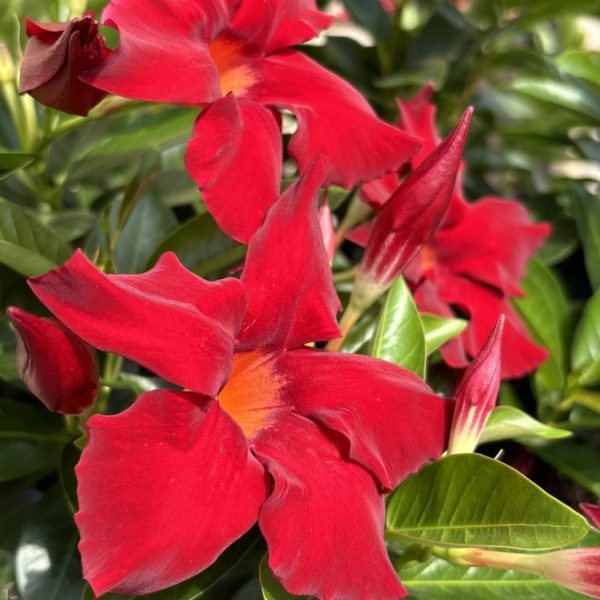 The Mandevilla 'Aloha Burgundy' in a 6" pot features vibrant red flowers set against a backdrop of lush green leaves, with several unopened buds shimmering in the sunlight.