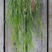 The Rhipsalis 'Mistletoe Cactus' in a 5" hanging basket displays long, thin green stems against a wooden background.