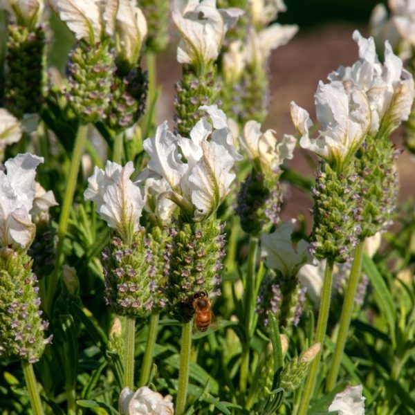 A bee on a purple and white flower in a lush garden.