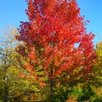 An Acer 'Celebration' Maple 13" Pot showcases vibrant red foliage, standing proudly in a park under a clear blue sky among trees with green and yellow leaves.