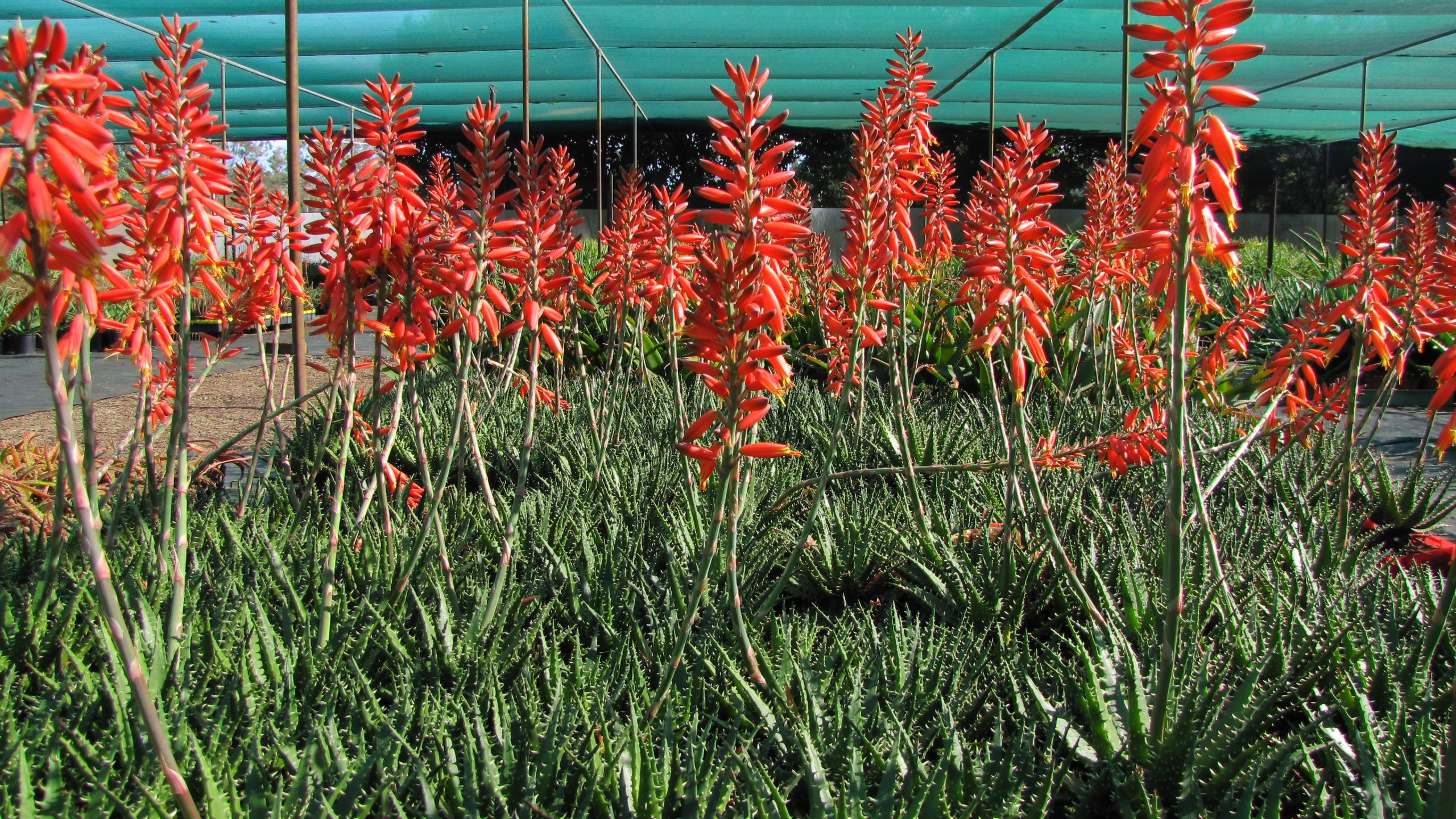 Rows of orange-red Aloe 'Bumble Bee™' flowers with spiky green leaves flourish under a shade net in an outdoor nursery.