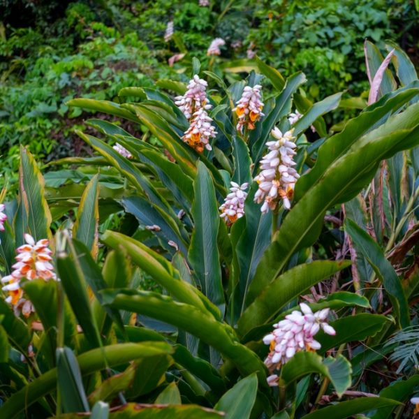Alpina 'Green Shell Ginger' features lush green foliage and clusters of white and orange flowers, thriving in dense gardens. Perfect for vibrant garden accents, it's available in a convenient 6" pot.