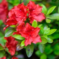 Close-up of vibrant Azalea 'Guanda Red' flowers with lush green leaves, blooming beautifully in a 5" pot.