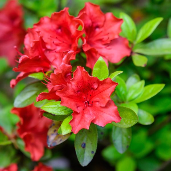 Close-up of vibrant Azalea 'Guanda Red' flowers with lush green leaves, blooming beautifully in a 5" pot.