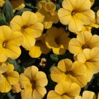 A close-up of Calibrachoa 'Paintball Yellow' flowers with lush green leaves, set in a 3" pot that accentuates their vibrant hue.