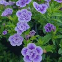 Close-up of lush green foliage with clusters of small, vibrant purple flowers in bloom, showcasing the striking beauty of Calibrachoa 'Double Plumtastic'.