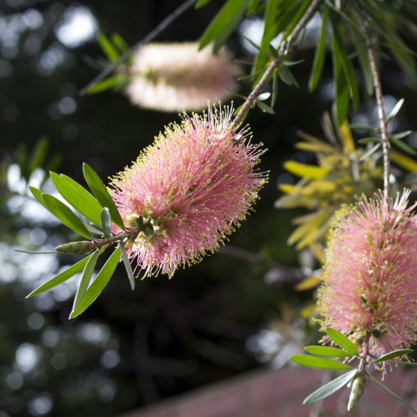 A close-up of Callistemon 'Snow Burst™' Bottlebrush in a 6" pot, showcasing vibrant pink blooms and lush green leaves against a beautifully blurred background.