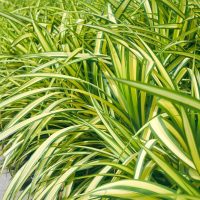 A vibrant cluster of Carex 'Feather Falls' PBR (Copy), featuring green and yellow variegated leaves with pointed tips, adorns the edge of the concrete pathway.