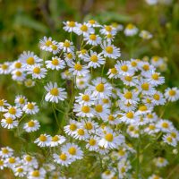 A cluster of white daisies with yellow centers in full bloom against a green leafy background.