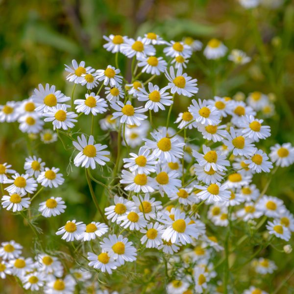 A cluster of white daisies with yellow centers in full bloom against a green leafy background.
