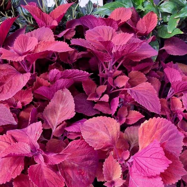 Image of Coleus 'Flamethrower™ Spiced Curry' with vibrant red and magenta serrated leaves, surrounded by green foliage in a 6" pot.