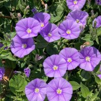 Convolvulus 'Ruffled Moon' 6" Pot, showcasing its pointed green leaves, basks in the sunlight.