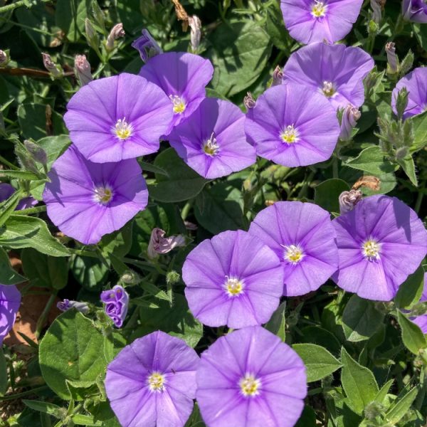 Convolvulus 'Ruffled Moon' 6" Pot, showcasing its pointed green leaves, basks in the sunlight.