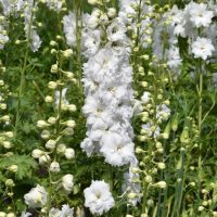 The Delphinium 'Magic Fountain Mix' in a 4" pot showcases elegant white flowers with tall spikes and buds, set against lush green foliage.