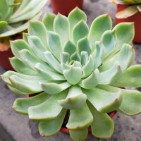A vibrant green Echeveria 'Mexican Rose' succulent in a red pot rests on a concrete surface, highlighting its intricate beauty.