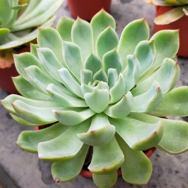 A vibrant green Echeveria 'Mexican Rose' succulent in a red pot rests on a concrete surface, highlighting its intricate beauty.