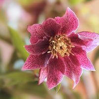 A close-up of Helleborus 'Winter Ballet Karli' in a 6" pot, highlighting its pink and maroon petals with a vibrant yellow center. The delicate bloom is surrounded by softly blurred green leaves and stems.
