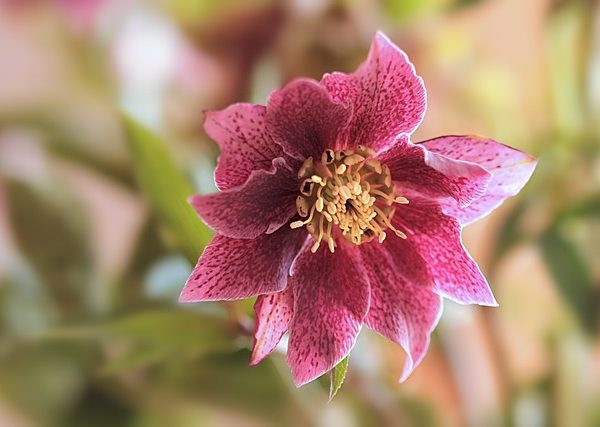 A close-up of Helleborus 'Winter Ballet Karli' in a 6" pot, highlighting its pink and maroon petals with a vibrant yellow center. The delicate bloom is surrounded by softly blurred green leaves and stems.