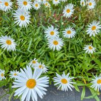 White daisies with yellow centers in a garden setting.