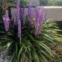 Cluster of violet flowering plants with long green leaves, set against a stone background in a garden.