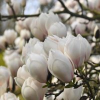 A cluster of Magnolia 'Manchu Fan' flowers, in full bloom, reminiscent of a delicate fan on sturdy tree branches, is available in a 13" pot.