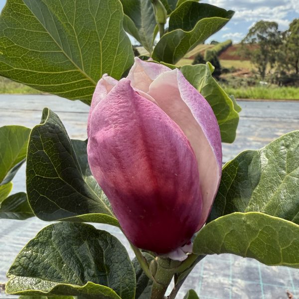 A close-up of a Magnolia 'Ruby' bud, featuring ruby pink and white tones, supported by large green leaves against a cloud-dotted blue sky.