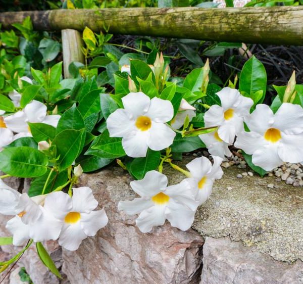 Mandevilla 'Summerstar™ Red' with white flowers, yellow centers, and green leaves flourishes along a stone wall bordered by a wooden railing, setting a serene scene for an Aloha-inspired garden romance.