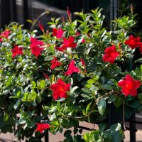 The Mandevilla 'Aloha Royal Red Romance' in a 6" pot showcases vibrant red flowers with lush green foliage, set in a sunlit outdoor scene against a dark background.