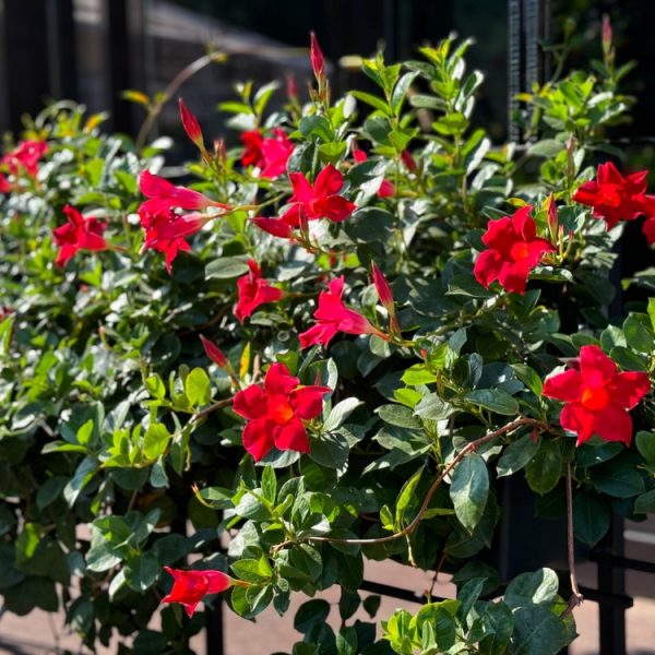 The Mandevilla 'Aloha Royal Red Romance' in a 6" pot showcases vibrant red flowers with lush green foliage, set in a sunlit outdoor scene against a dark background.