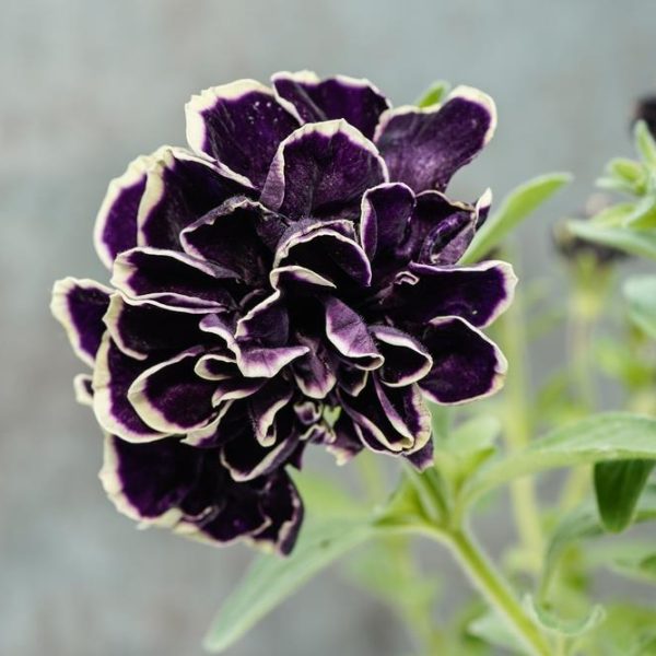 Close-up of a dark purple Petunia Tri-Colour 10" (Hanging Baskets) flower with white edges, set against a blurred background.
