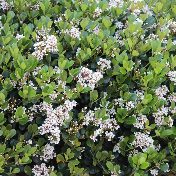 Dense green shrub with small clusters of white flowers scattered throughout.
