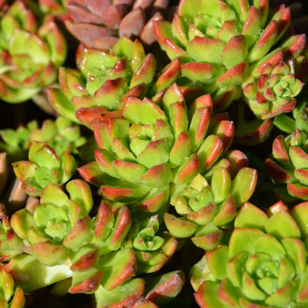 A close-up of vibrant green succulents with red tips, featuring the striking Echeveria 'Black Prince' Succulent in a 4" pot, bathed in sunlight.