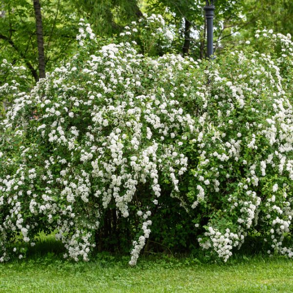 A Spiraea 'Snowmound' May Bush 8" Pot, named for its dense clusters of small white flowers, thrives in the lush green park setting.