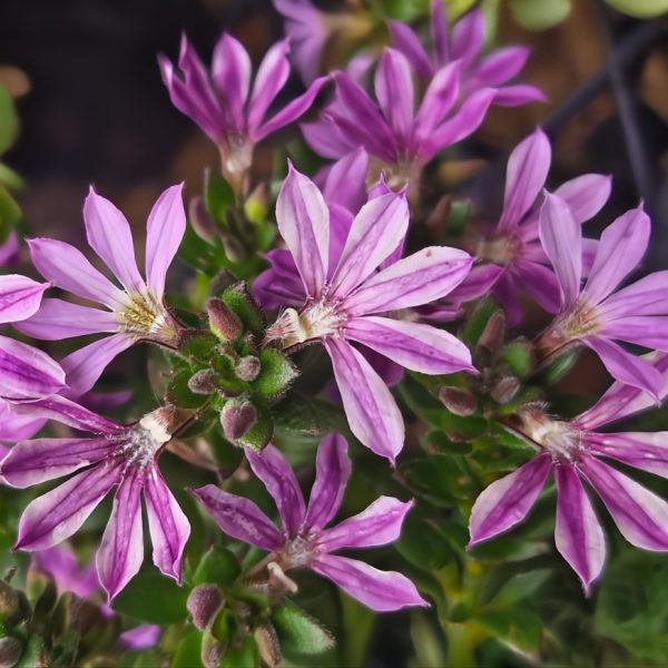 Scaevola 'Bombay Dark Blue' in a 6" pot features purple and white flowers with slender petals and lush green foliage.