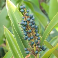 Small, round blue-green berries on a stem are embraced by long, pointed green leaves, capturing the exotic allure of an Alpinia 'Dwarf Cardamom' Shell Flower Ginger planted in an 8" pot.