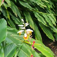 Alpinia 'Green Shell Ginger' displays clusters of white and orange flowers amid dense green foliage.