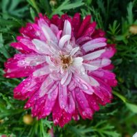 Close-up of an Argyranthemum 'Aramis Pink Eye' Marguerite Daisy in a 6" pot, showcasing vibrant pink and white petals adorned with water droplets, surrounded by lush green foliage.