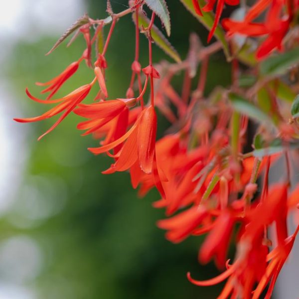 Close-up of Begonia 'Bolivian Fire' 10" in a hanging basket, showcasing vibrant orange elongated petals against a blurred green backdrop.