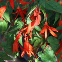 The bright red fuchsia-like flowers of Begonia 'Bolivian Fire' 10" (Hanging Basket) hang from leafy green stems in natural sunlight, resembling the vibrant beauty of tuberous begonias.