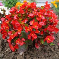 A cluster of Begonia Dragon Wing® 'Red Bronze Leaf' in an 8" hanging basket flourishes with vibrant red blooms and lush green leaves, surrounded by other flowers.