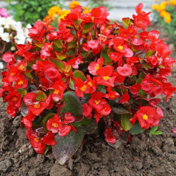 A cluster of Begonia Dragon Wing® 'Red Bronze Leaf' in an 8" hanging basket flourishes with vibrant red blooms and lush green leaves, surrounded by other flowers.