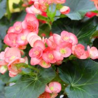 The Begonia Tuberous 'Bright Yellow' thriving densely in a bright setting, features vibrant blooms with lush dark green leaves.