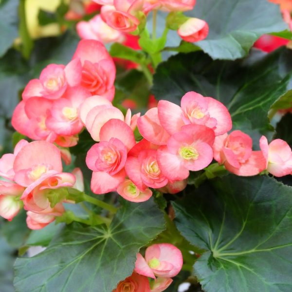 The Begonia Tuberous 'Bright Yellow' thriving densely in a bright setting, features vibrant blooms with lush dark green leaves.