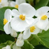 Close-up of Begonia Tuberous 'Light Pink' 7" in a hanging basket, showcasing white flowers with yellow centers, framed by lush green leaves.