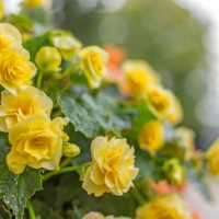 A close-up of Begonia Tuberous 'Yellow and Red Edge' 7" in a hanging basket reveals their blossoms mingling with yellow roses, green leaves creating a lush backdrop against a softly blurred background.