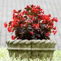 A stone planter holds Begonia Dragon Wing® 'Red Bronze Leaf' with vibrant red flowers and dark leaves, set on grass with a paved backdrop.