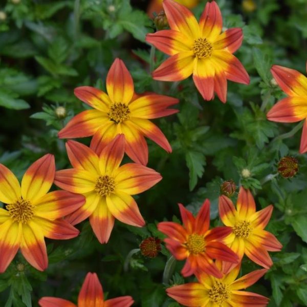 The Bidens 'Fireside' 10" hanging basket features vibrant yellow-orange star-shaped blooms against lush green foliage, creating a stunning display ideal for any setting.