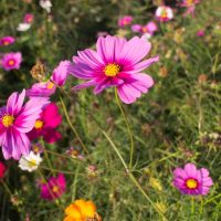 Pink and purple cosmos flowers bloom in a lush garden, surrounded by green foliage and other colorful flowers.