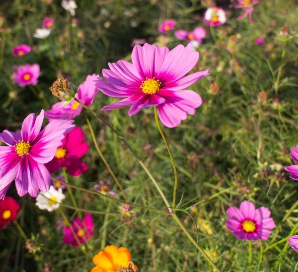 Pink and purple cosmos flowers bloom in a lush garden, surrounded by green foliage and other colorful flowers.